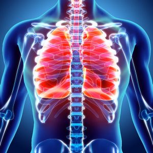 3D illustration of Lungs - Part of Human Organic.