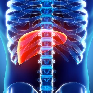 3D illustration of Liver - Part of Digestive System.